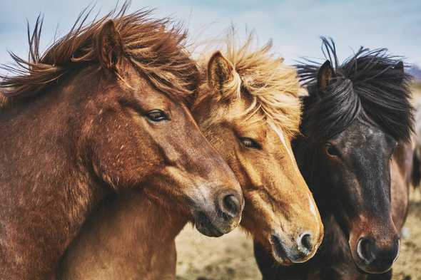 Three Horses, Photo by Doruk Yemenici