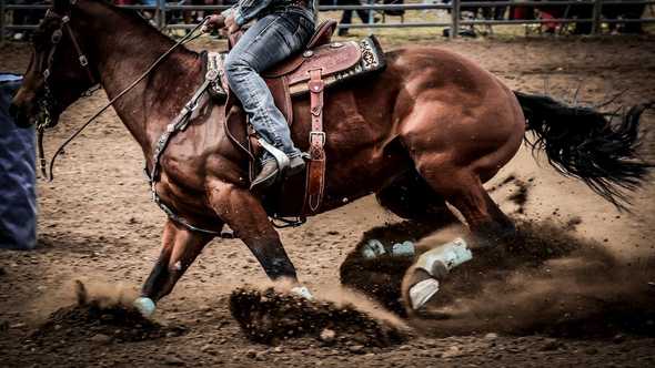 Cowboy riding horse and kicking up dirt by Lee Pigott