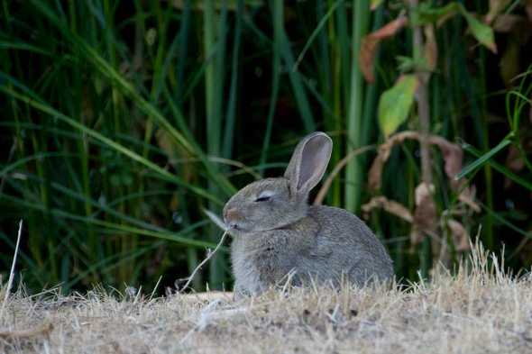Photo of a peaceful Rabbit