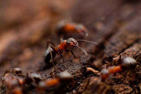 Photo of fire ants