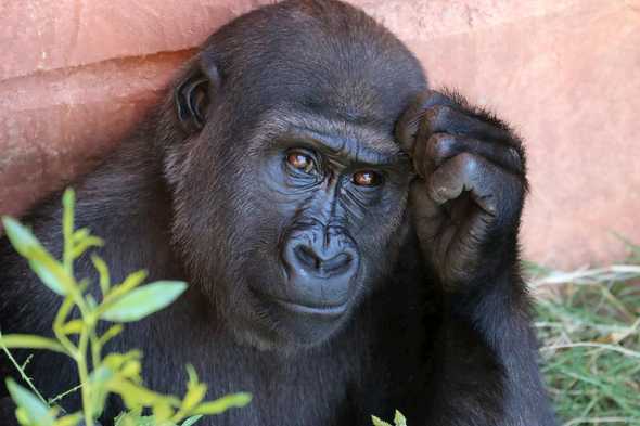 A Gorilla looking thoughtful by Rob Schreckhise